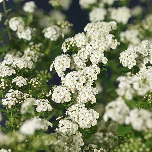 Sommerspirea 'Snowmound'