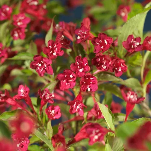 Weigela 'Red Prince' 4,5L