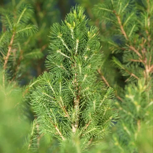Hvitgran 'Conica'