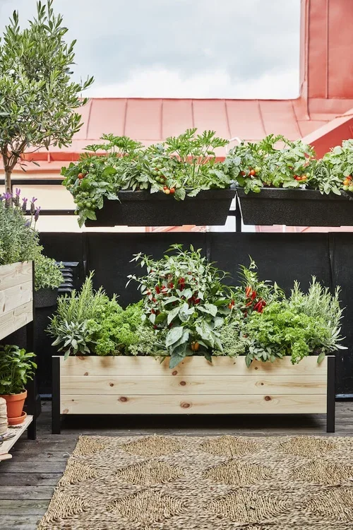 Petroselinum crispum KRAV 10,5 cm