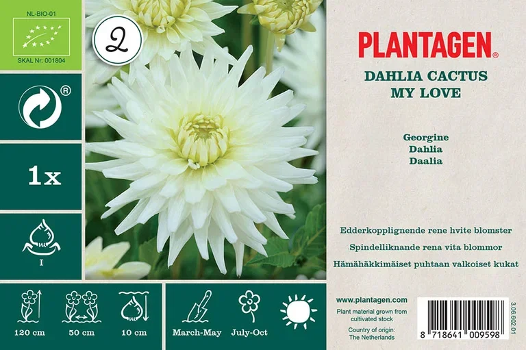 Kaktusgeorgine ‘My Love’