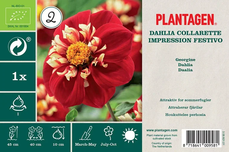 Georgine 'Impression Festivo’