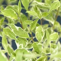 Cornus alba 'Elegantissima' 17cm