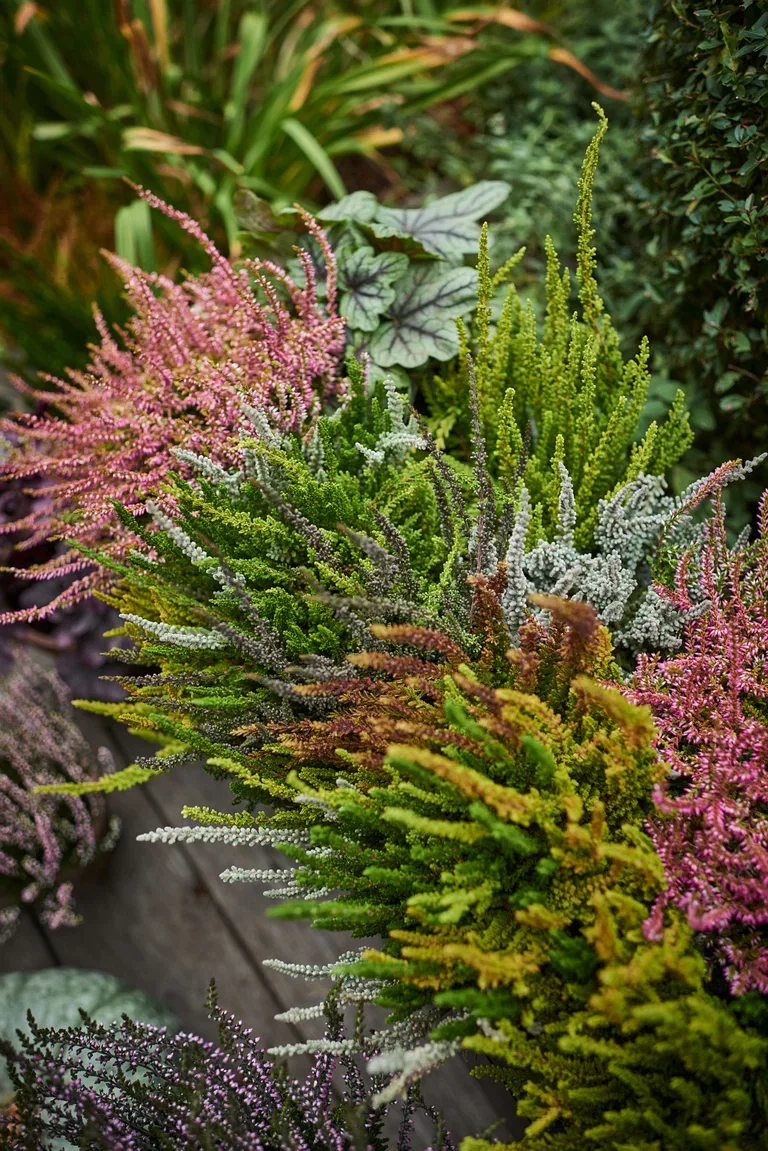 Røsslyng Garden Girls