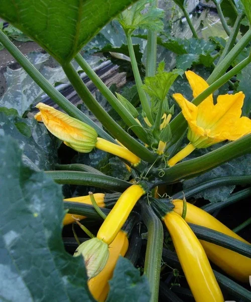 All N. Cucurbita 'Pepo Yellow' KRAV 10,5 cm