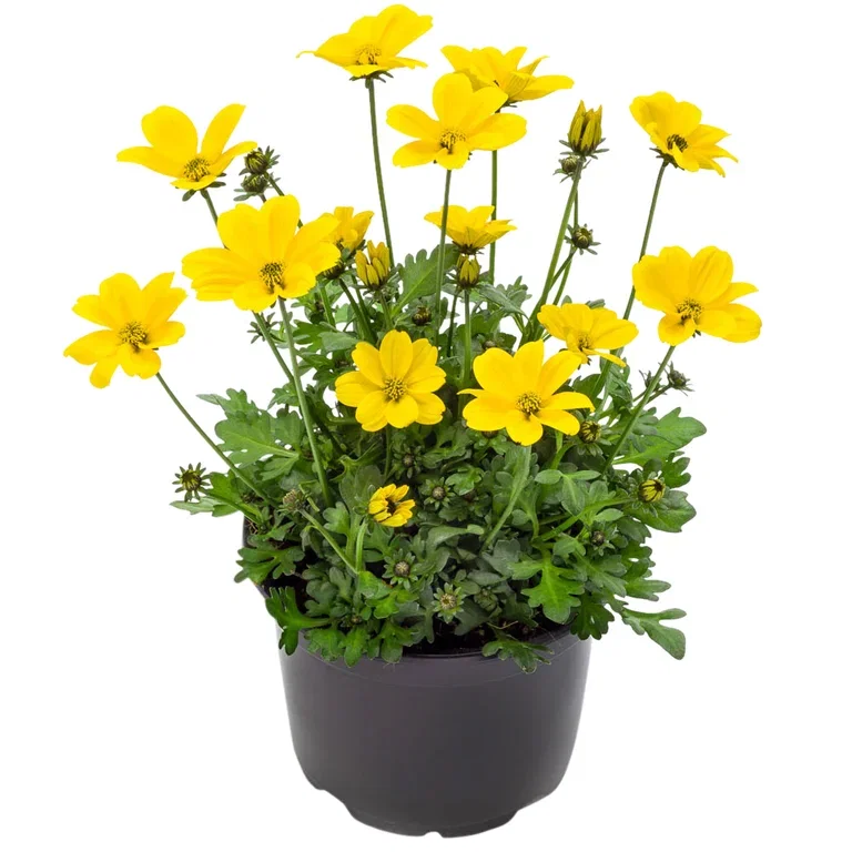 Bidens 'Golden Empire'