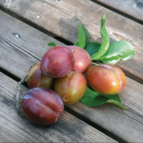 Plomme 'Jubilee' P.cer