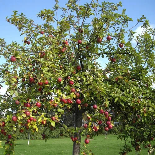 Malus domestica 'Familjeträd' zon 1-4 12L