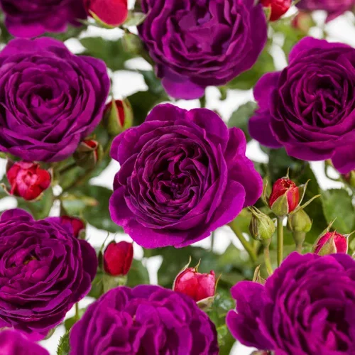 Klaserose 'Minerva'