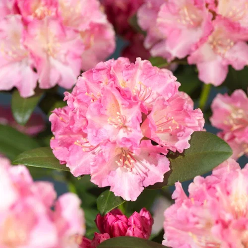 Rhododendron yak. 'Doc' 21cm