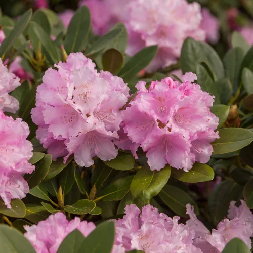 Rhododendron yak. 'Dreamland' 21cm