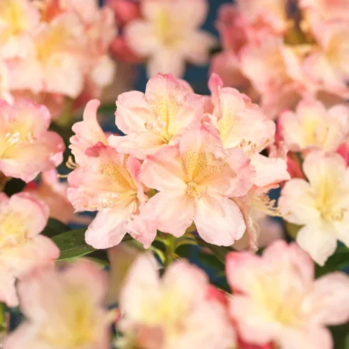 Rhododendron hybr. 'Percy Wiseman' 21cm
