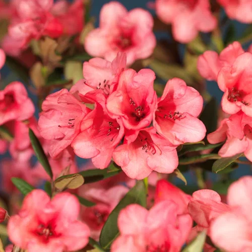 Rhododendron 'Winsome' 21cm