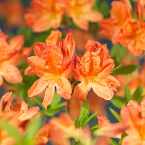 Mollis azalea 'Koster's Brilliant Red