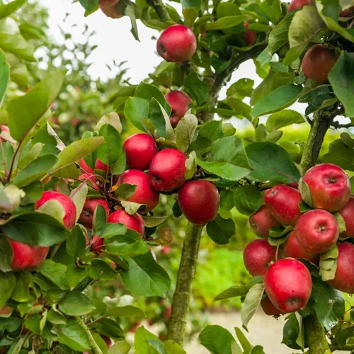 Malus domestica 'Redcats' MM106 12L