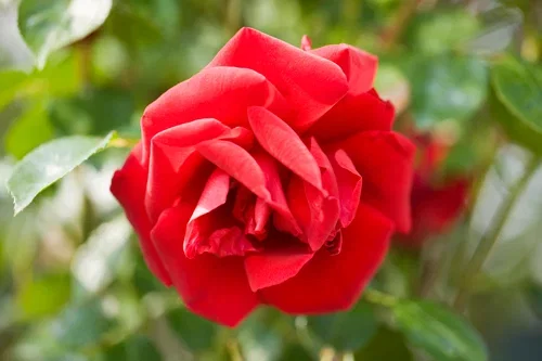 Klaserose 'Europeana'