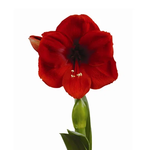Hippeastrum 32+ 'Cayenne' 14 cm