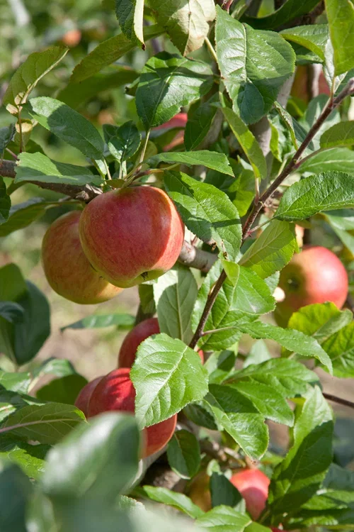 Malus domestica 'Starcats' MM106 12L