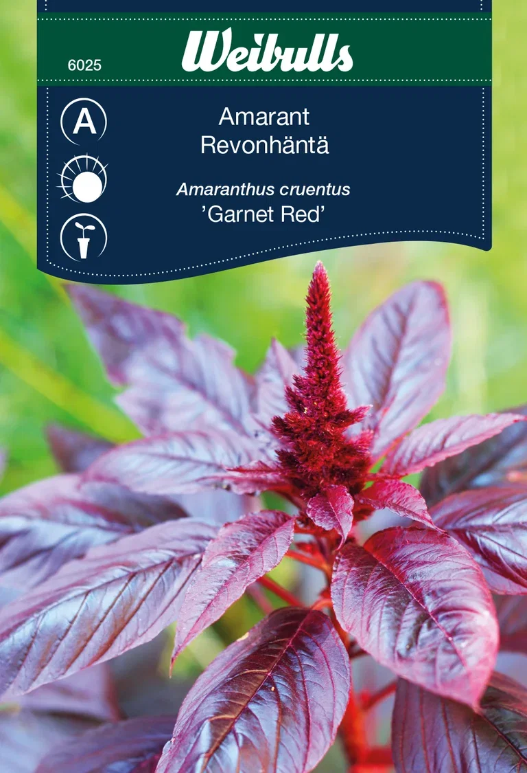 Amaranthus cruentus