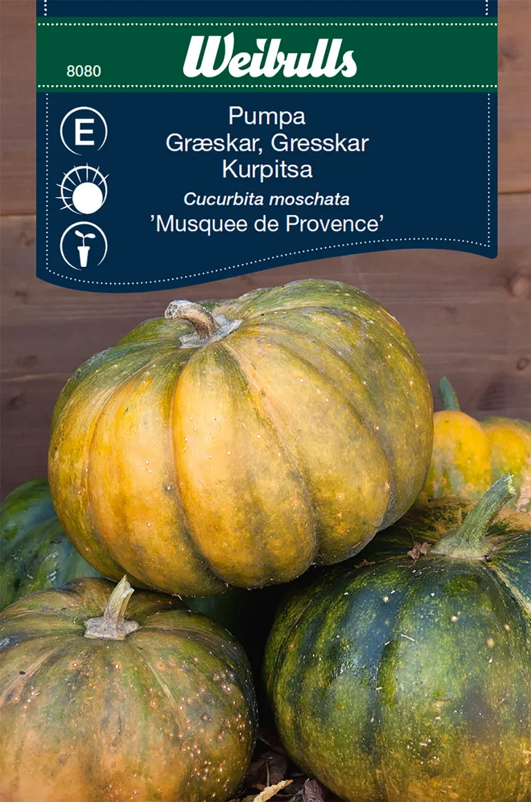 Gresskar 'Musquee de Provence'