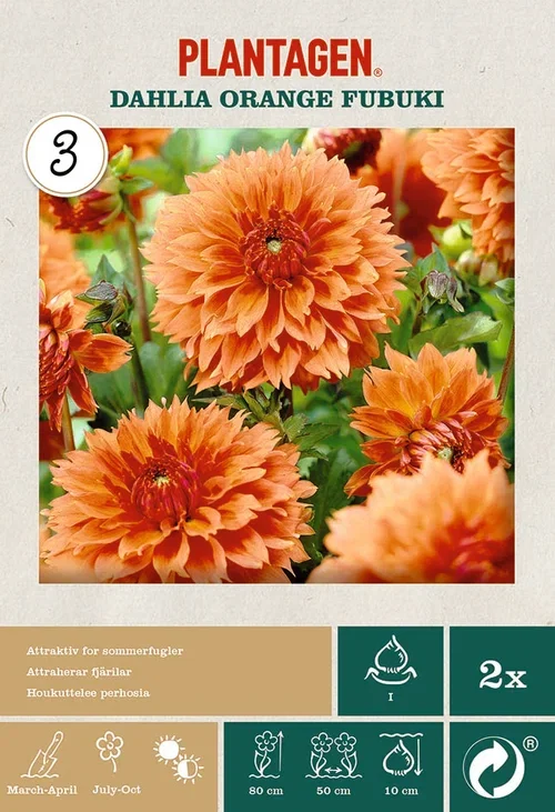 Dahlia Orange Fubuki