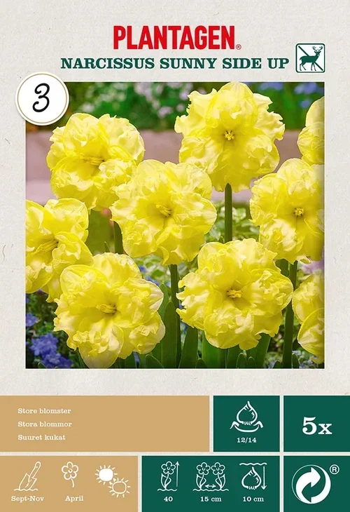 Påskelilje 'Sunny Side Up'
