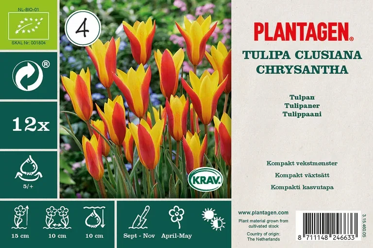 Tulipa clusiana var chrysantha BIO