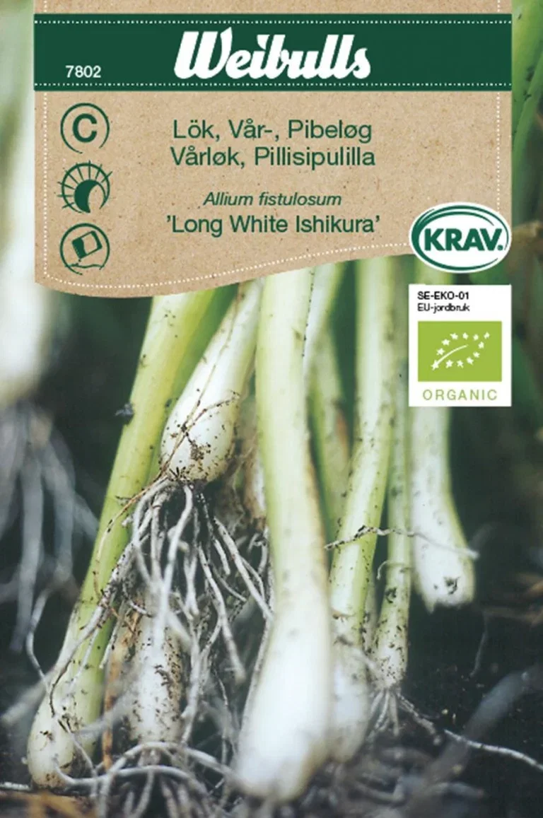 Allium cepa