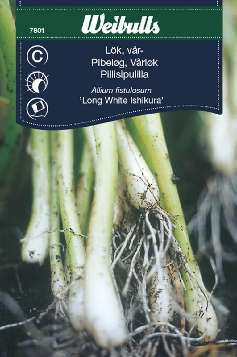Allium cepa