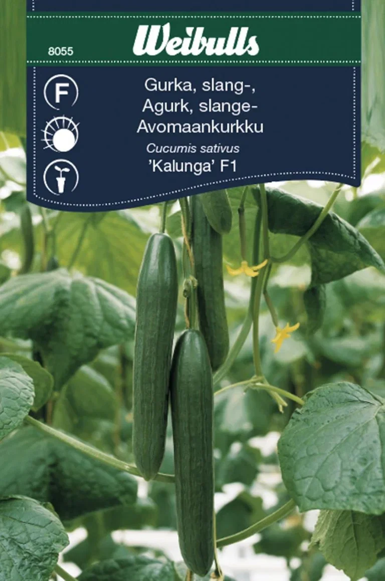 Cucumis sativus