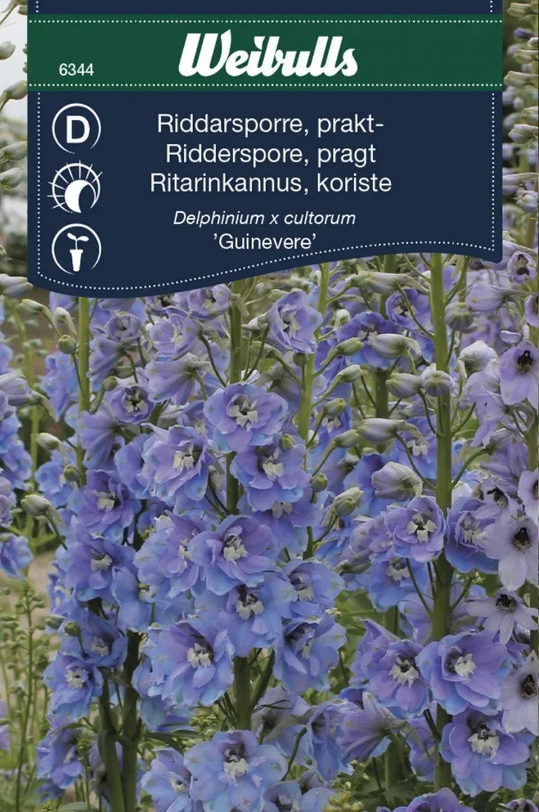 Hageridderspore 'Guinvere'