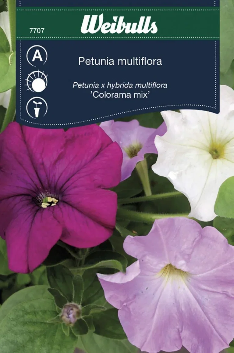 Petunia COLORAMA MIX