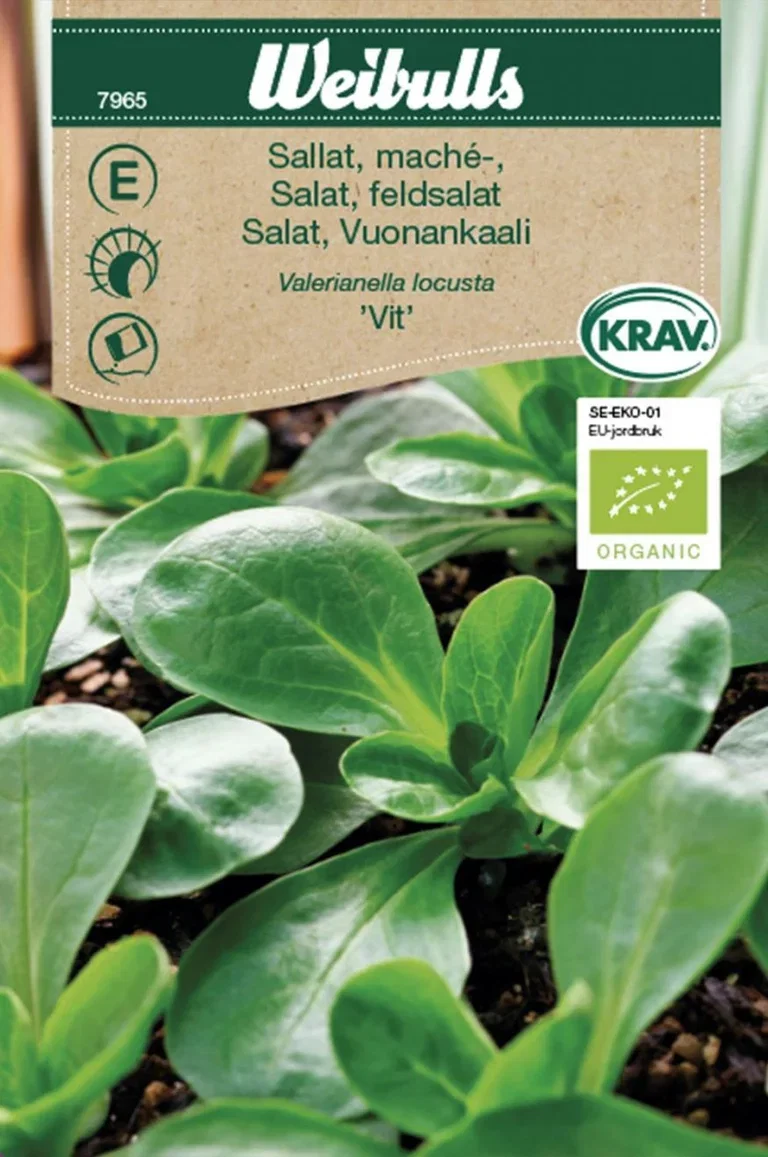 Valeriana Locusta L