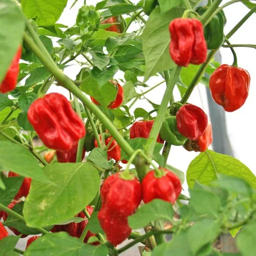 Capsicum Chili 'Habanero Red' 6 cm