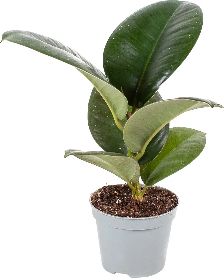 Grønnplanter mini