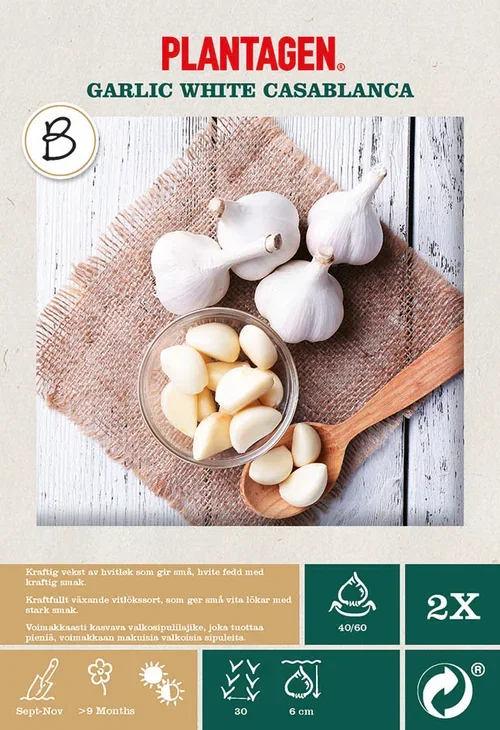 Hvitløk 'White Casablanca'