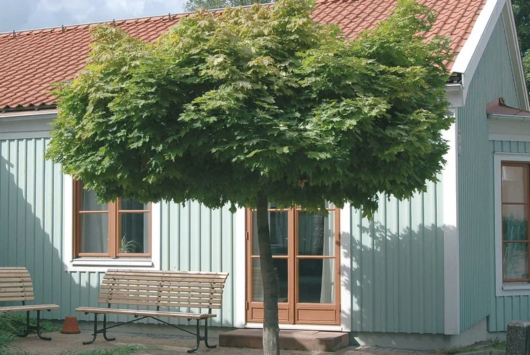 Acer platanoides 'Globosum' stem 120cm 29cm