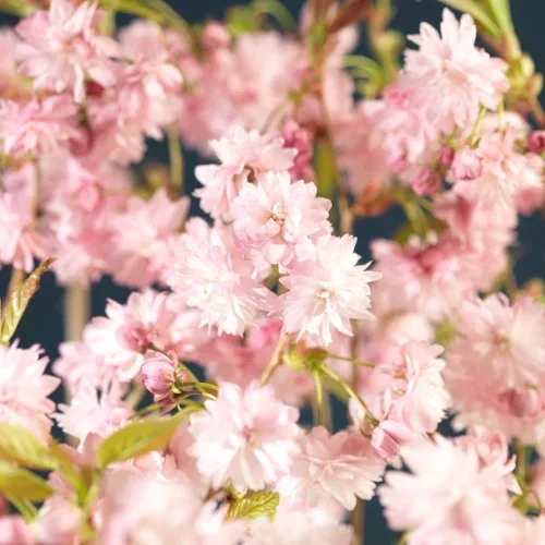 Prunus 'Kiku-shidare-zakura' stem 120cm 29cm