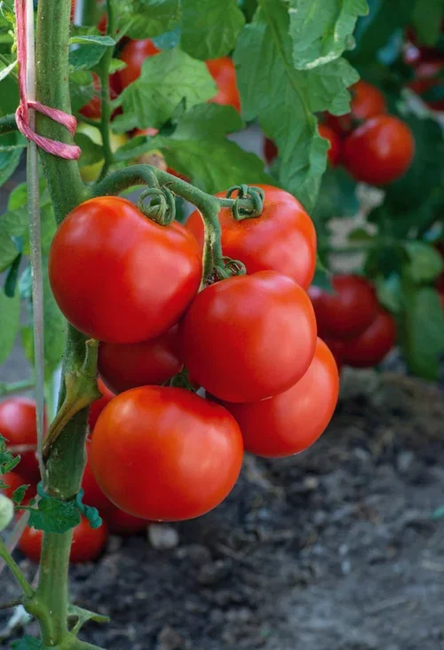 All N. Lycopersicum 'Elin' 10,5 cm