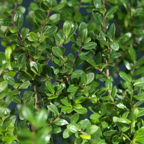 Ilex crenata 'Glory Gem' 60cm ball 40cm