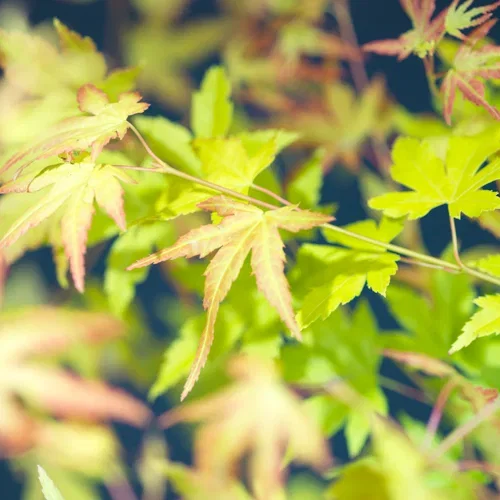 Japansk lønn 'Orange Dream'