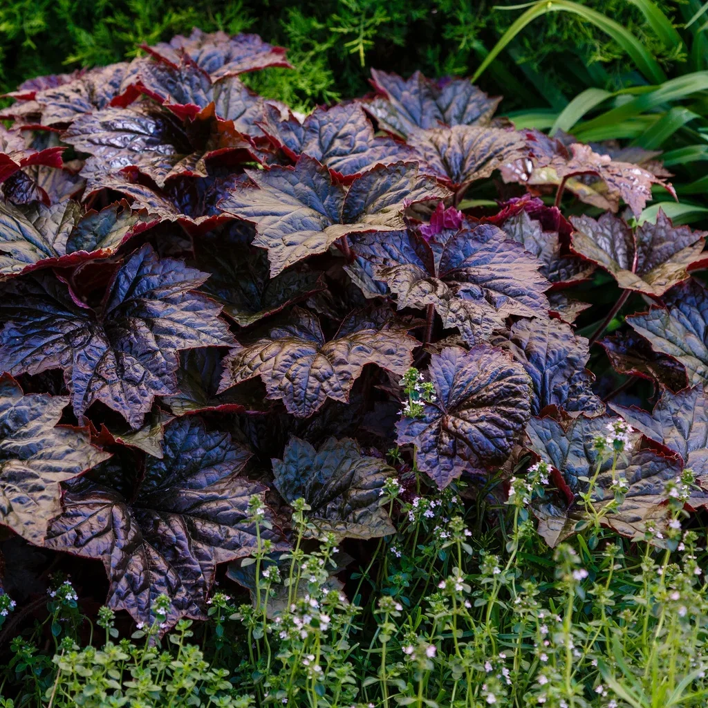 Heuchera 'Timeless Night'