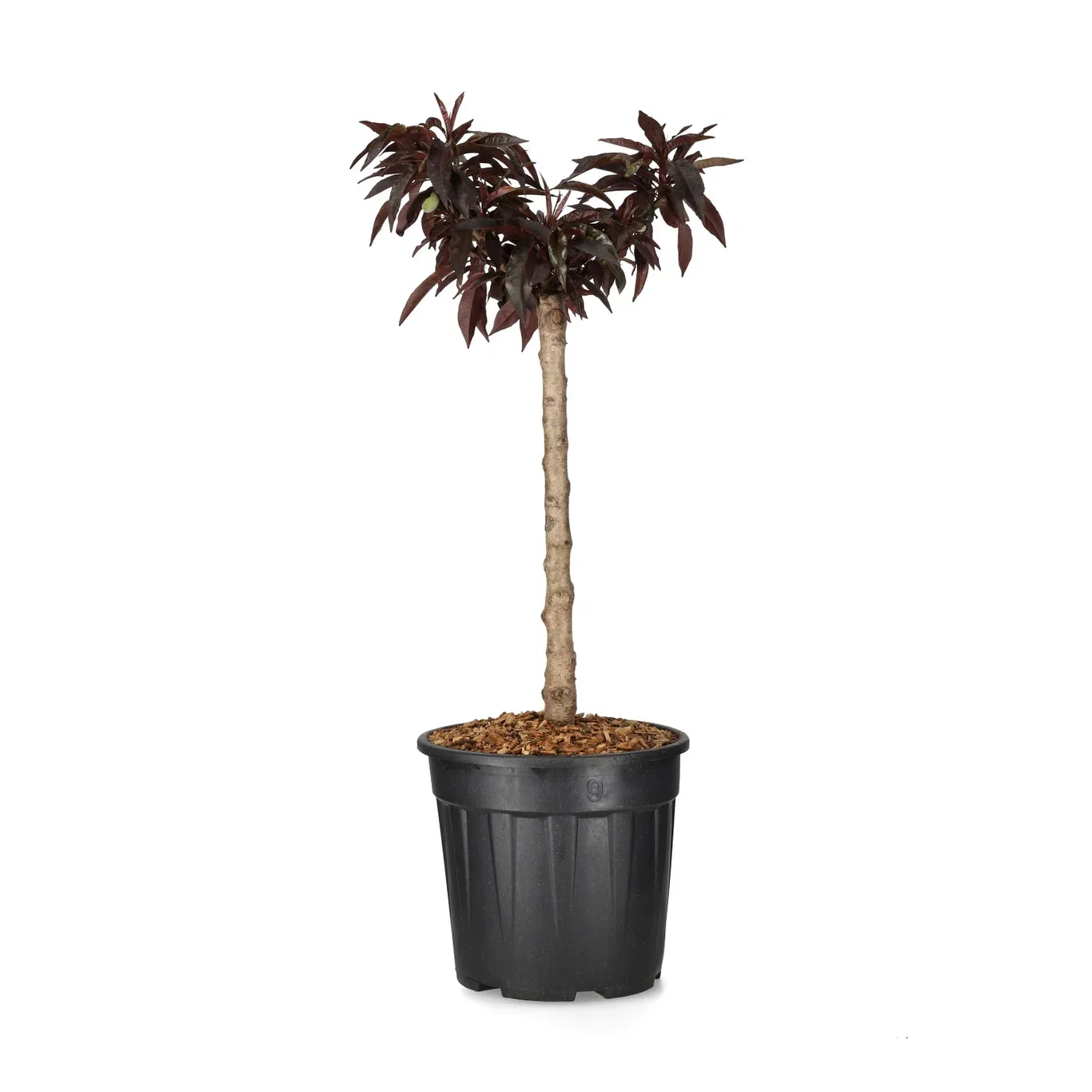 Fersken CRIMSON BONFIRE®