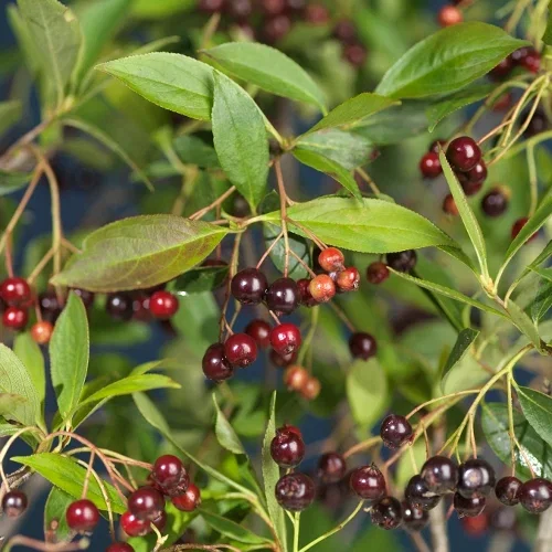 Aronia melanocarpa Glorie E 3,5L