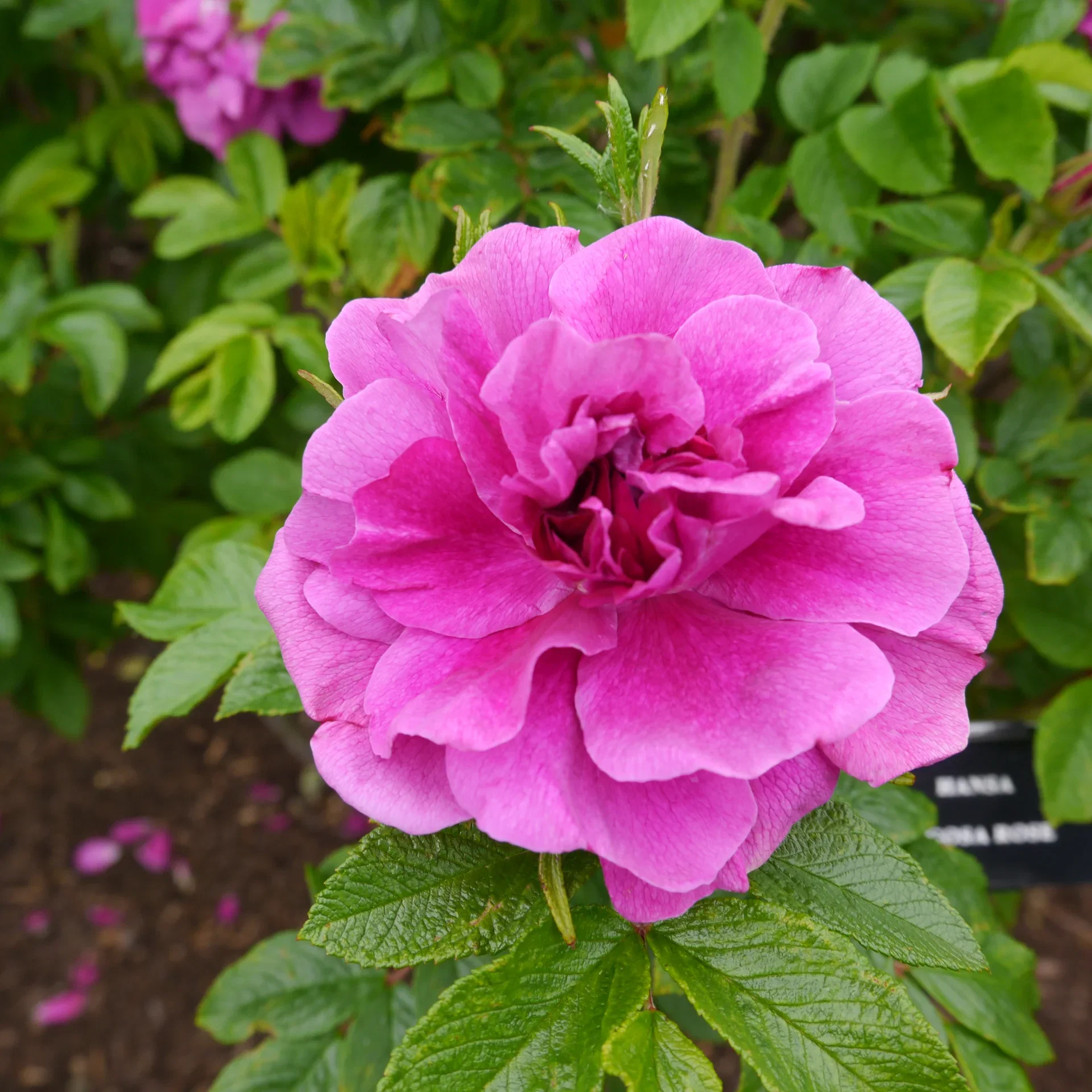 Buskrose 'Hansa'