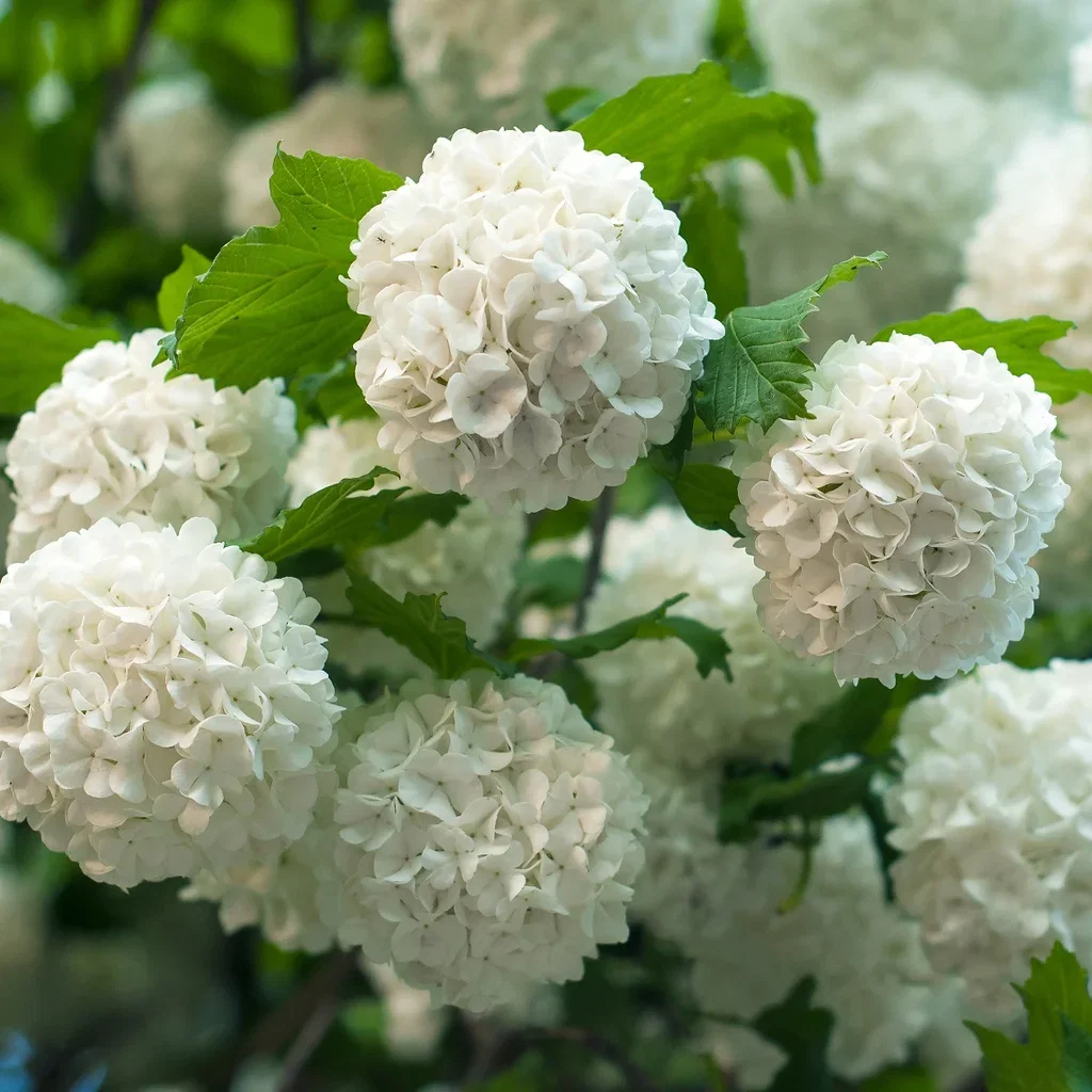 Viburnum opulus 'Pohjan Neito' Busk i 5L potte