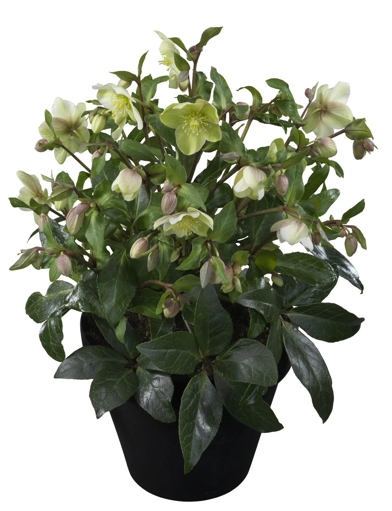 Julerose 'Diamond Fire'