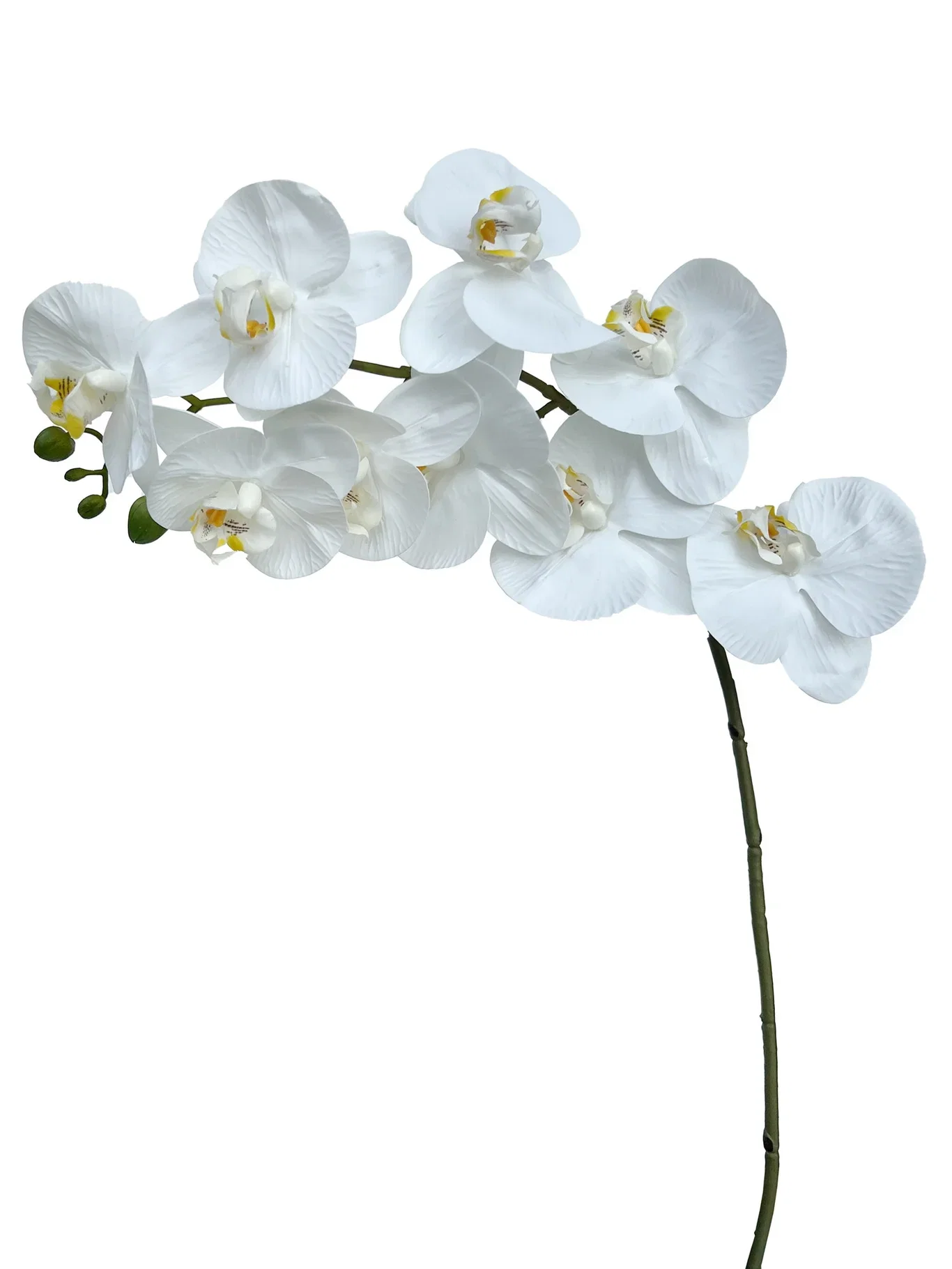 Orchide branch H88 white