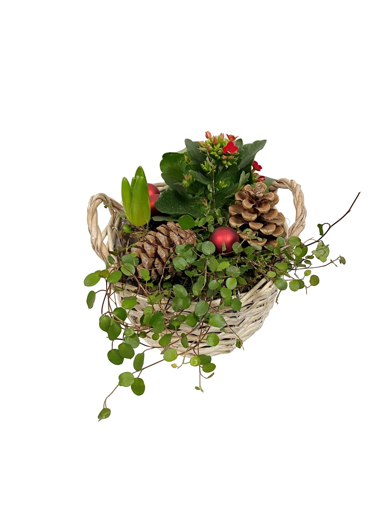 Julegruppe av Kalanchoe, Hyacinth og plommer i luften i kurv