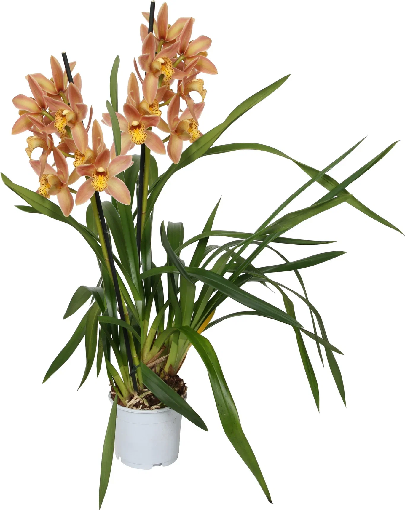 Cymbidium WILHELMINA